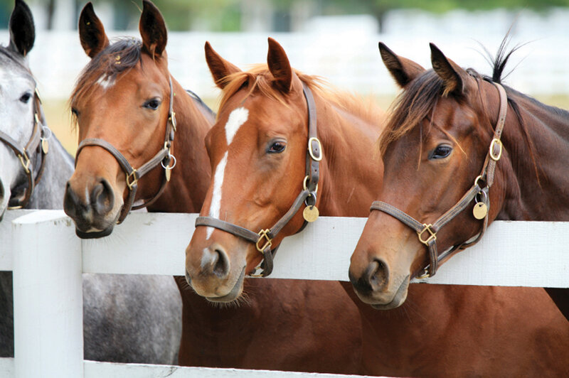 Three Brown Horses — Calm, Afternoon