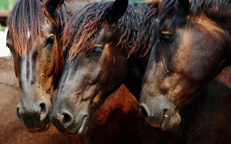 Three Brown Horses — Calm, Photograph, Mane