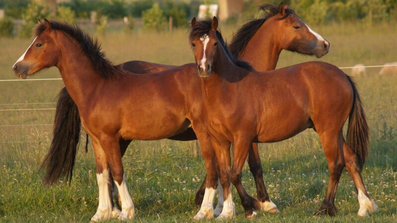 Three Brown Horses — Calm, Sunset