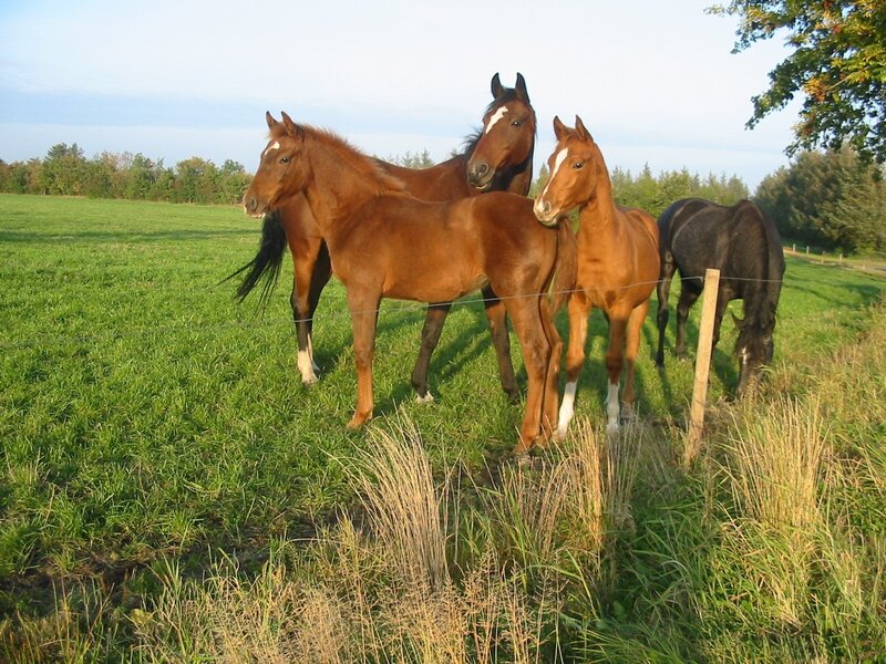 Three Brown Horses in Field — Serene, Afternoon