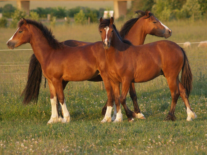 Three Brown Horses in Field — Serene