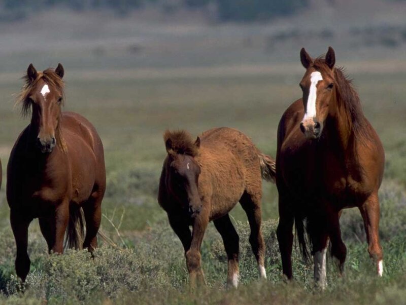 Three Brown Horses in Field