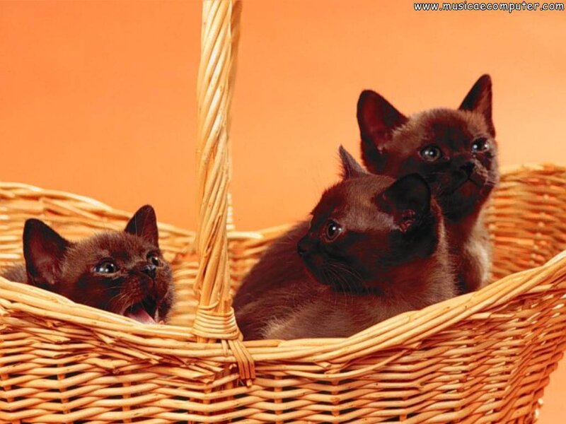 Three Brown Kittens in Basket