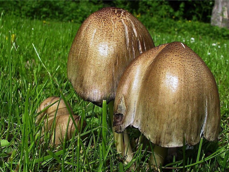 Three Brown Mushrooms