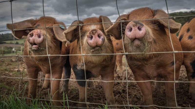 Three Brown Pigs