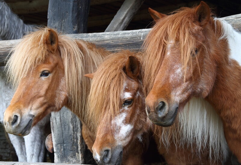 Three Brown Ponies — Calm
