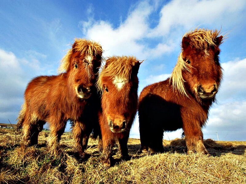 Three Brown Ponies
