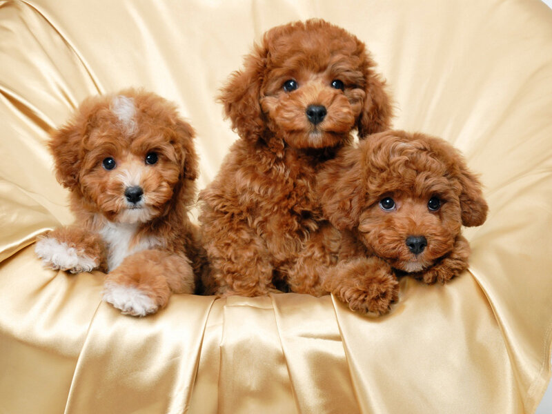 Three Brown Poodle Puppies — Calm