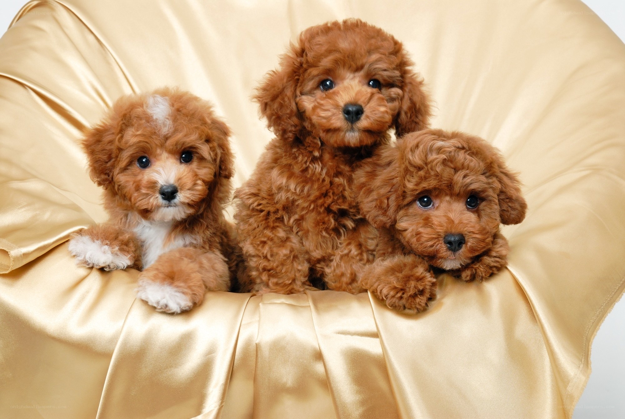 Three brown poodle puppies