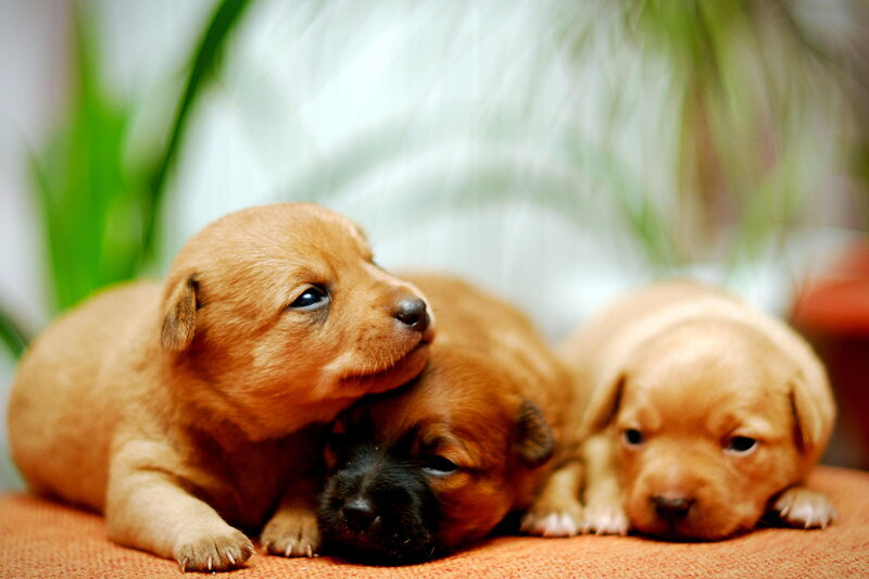 Three Brown Puppies — Calm, Photograph