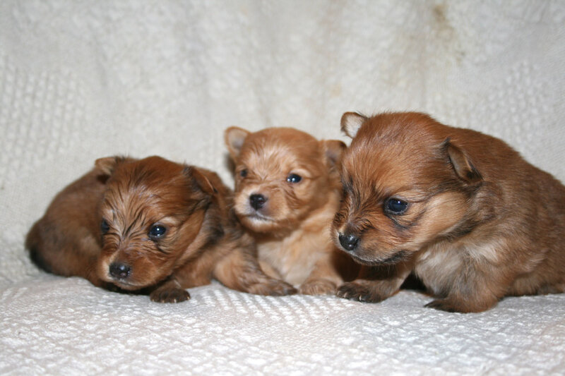 Three Brown Puppies — Calm