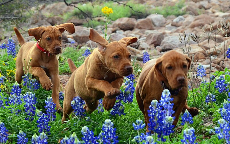 Three Brown Puppies — Playful