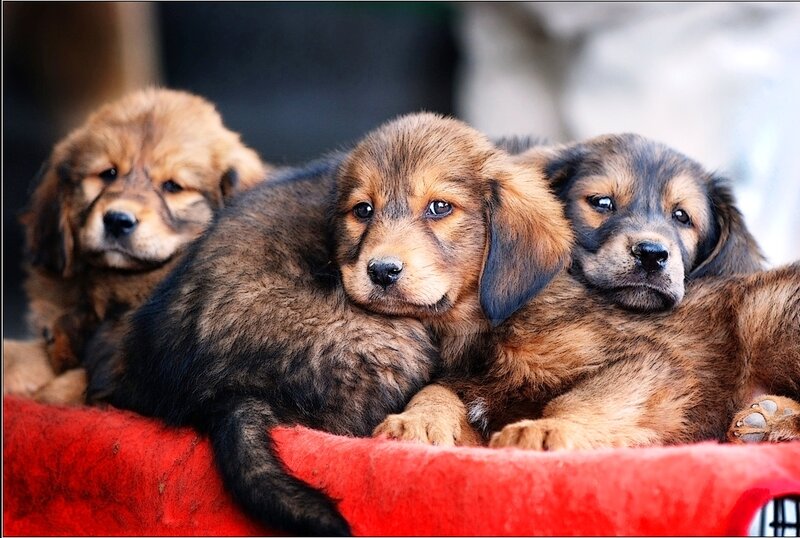Three Brown Puppies