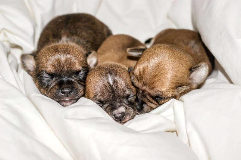 Three Brown Puppies — White