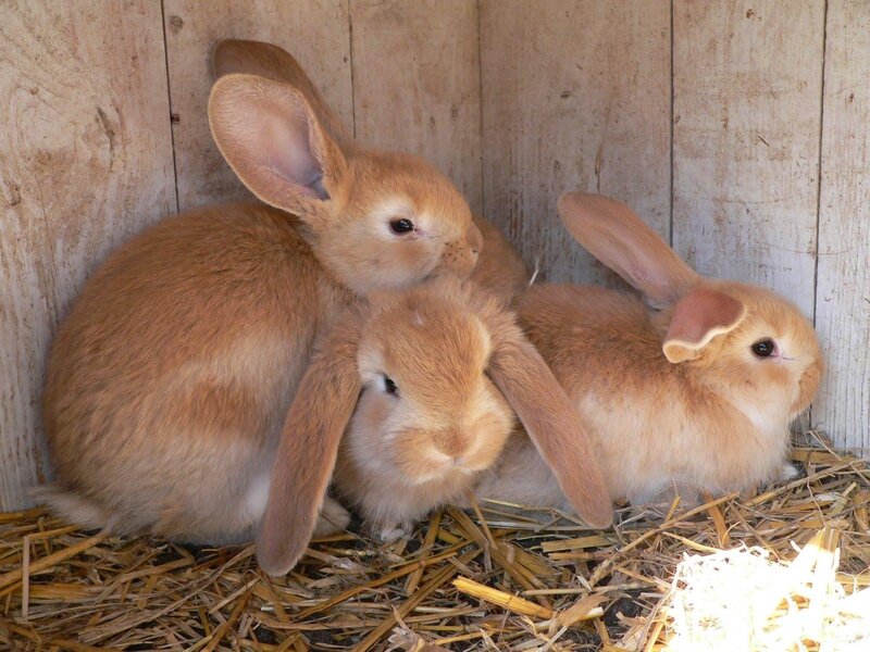 Three Brown Rabbits — Calm