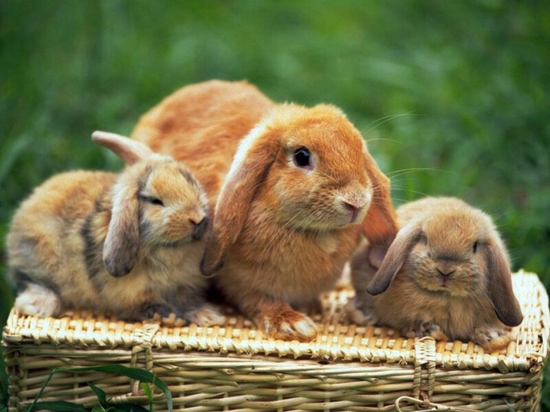 Three Brown Rabbits