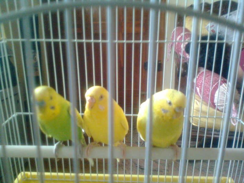 three budgerigars in a cage