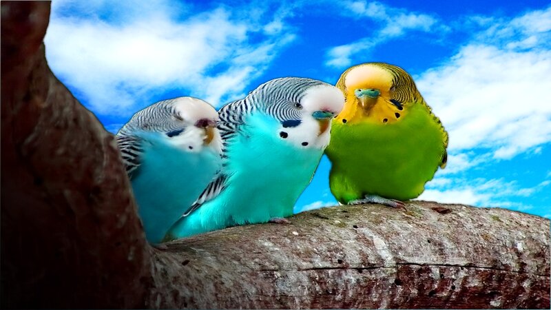 Three budgerigars on a branch