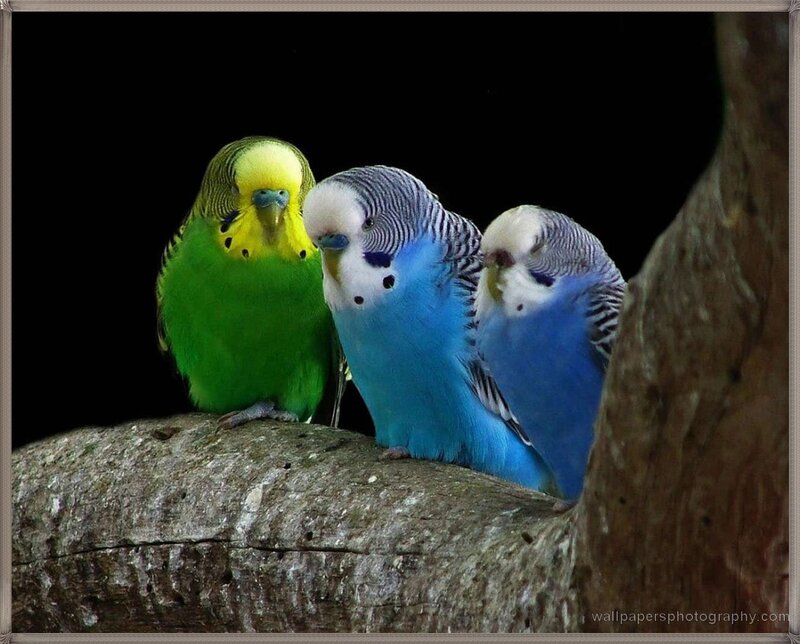 Three Budgerigars on Branch — Green, Calm, Photograph, Black Background
