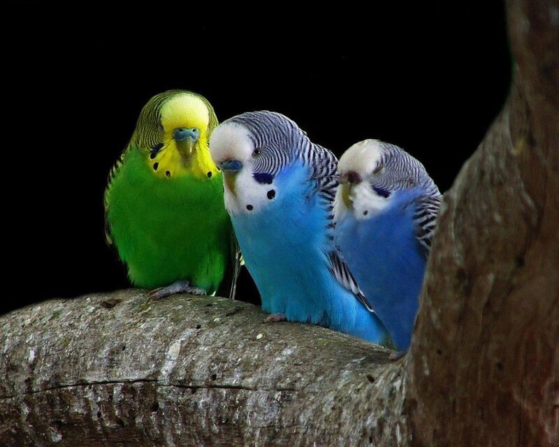 Three Budgerigars on Branch — Green, Calm, Photograph, Dark Background, Blue, White