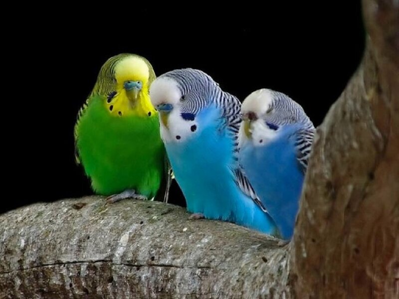 Three Budgerigars on Branch — Green, Calm, Photograph, Dark Background