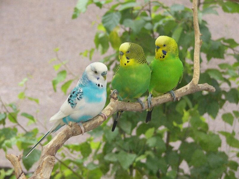 Three Budgerigars on Branch — Green, Calm, Photograph, Leaves