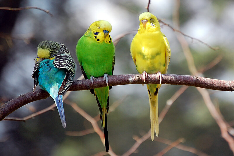 Three Budgerigars on Branch — Green, Calm, Photograph