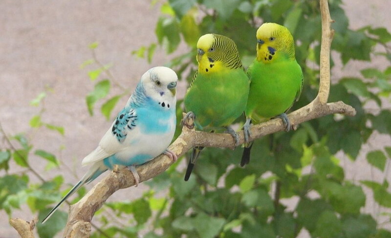 Three Budgerigars on Branch — Green, Calm