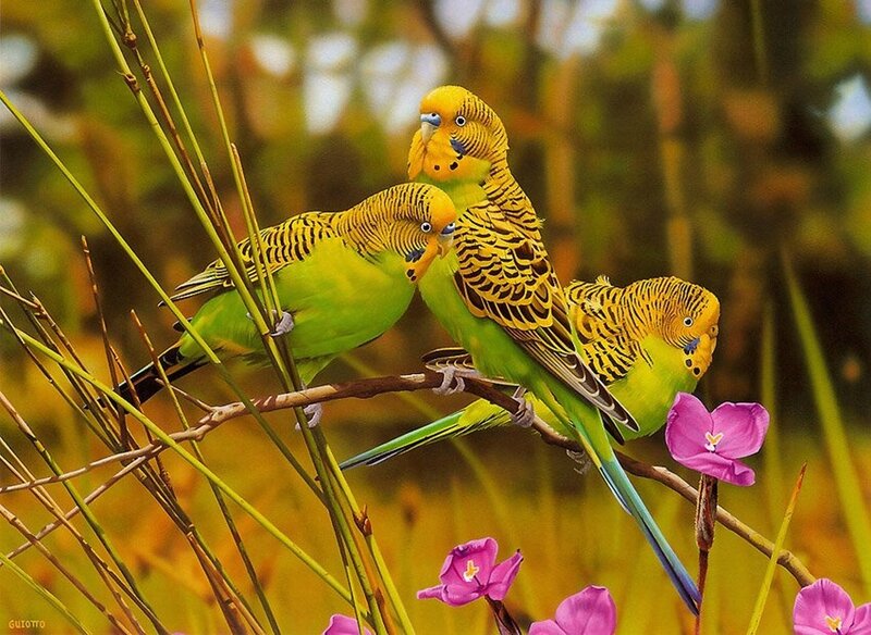 Three Budgerigars on Branch — Green, Serene, Afternoon