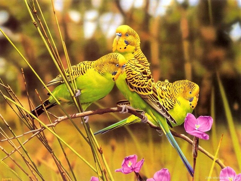 Three Budgerigars on Branch — Green, Serene