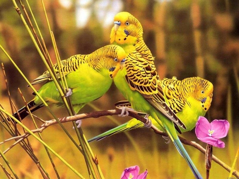 Three Budgerigars on Branch — Green