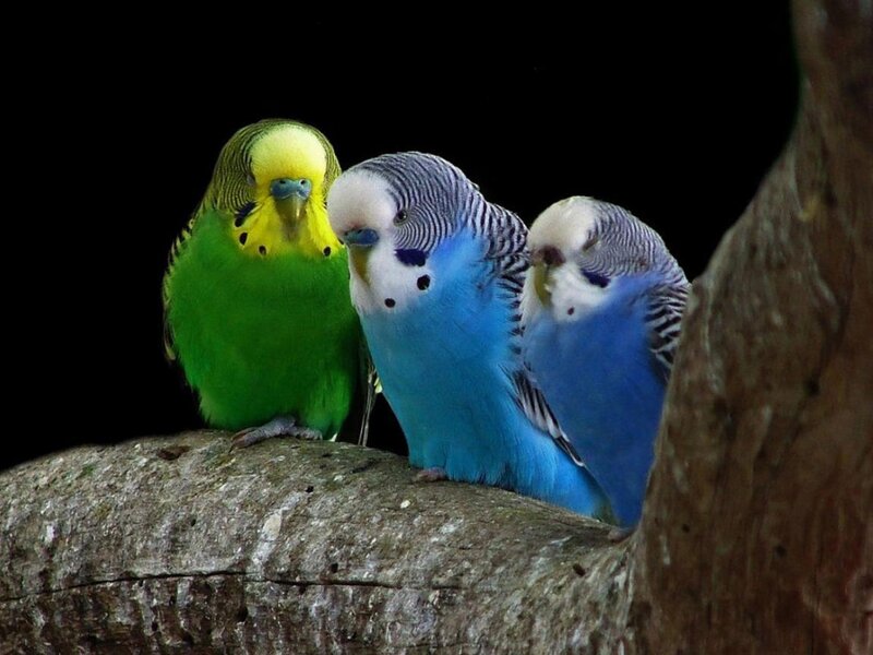 Three Budgerigars on Branch