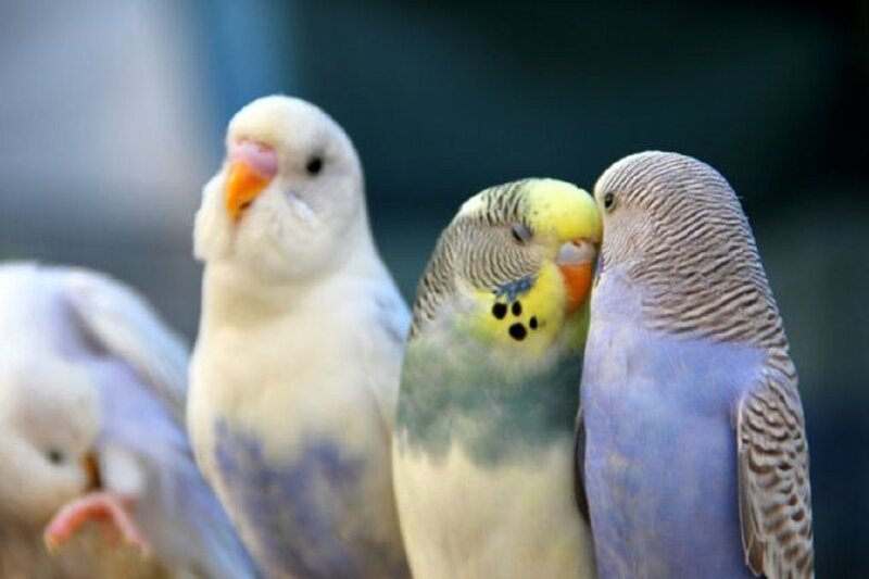 Three Budgerigars