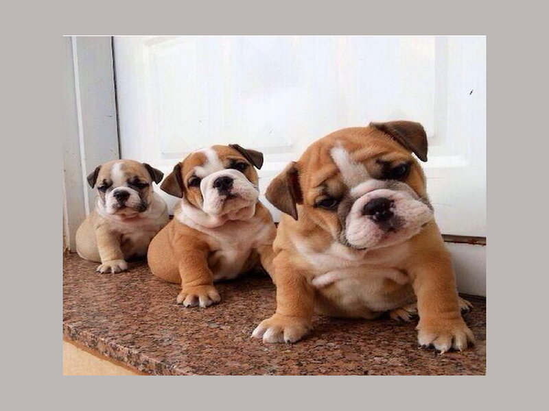 Three Bulldog Puppies — Brown, Calm