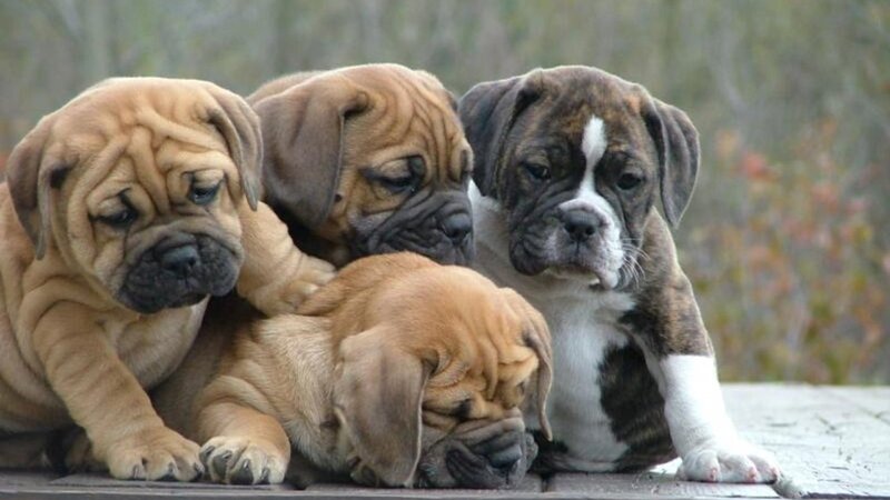 Three Bulldog Puppies — Brown