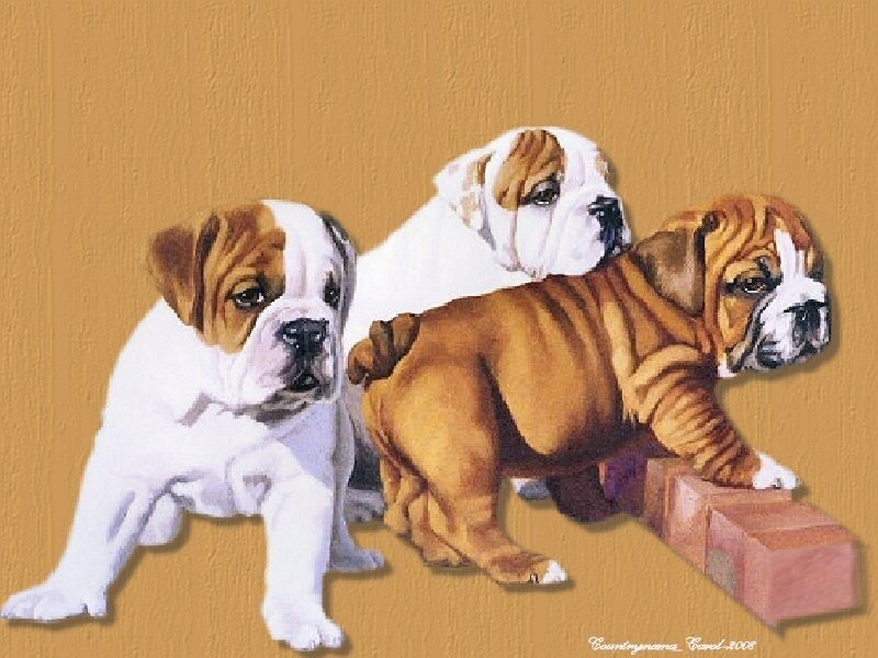 Three Bulldog Puppies