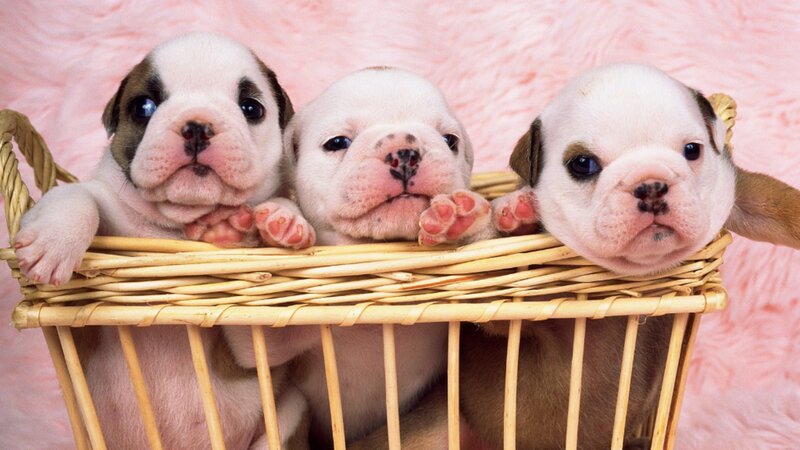 Three Bulldog Puppies — White, Cute