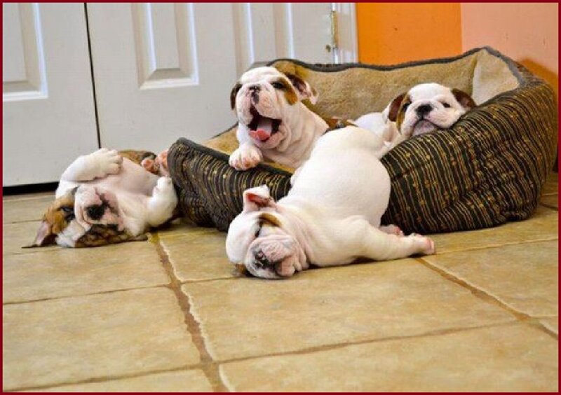 Three Bulldog Puppies — White
