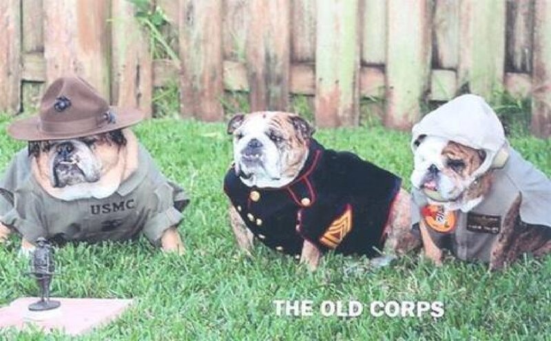 Three Bulldogs in Costumes