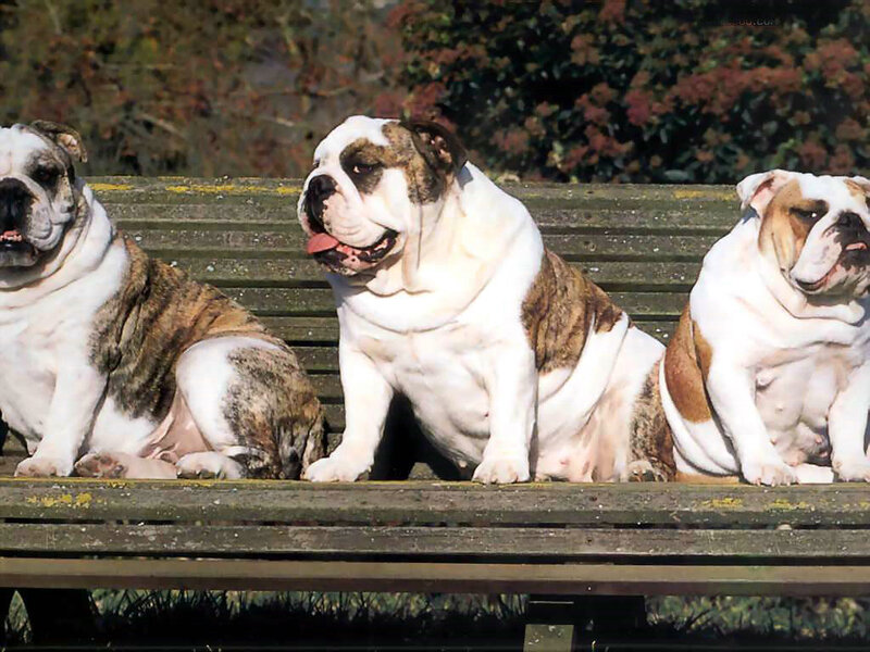 Three Bulldogs on Bench