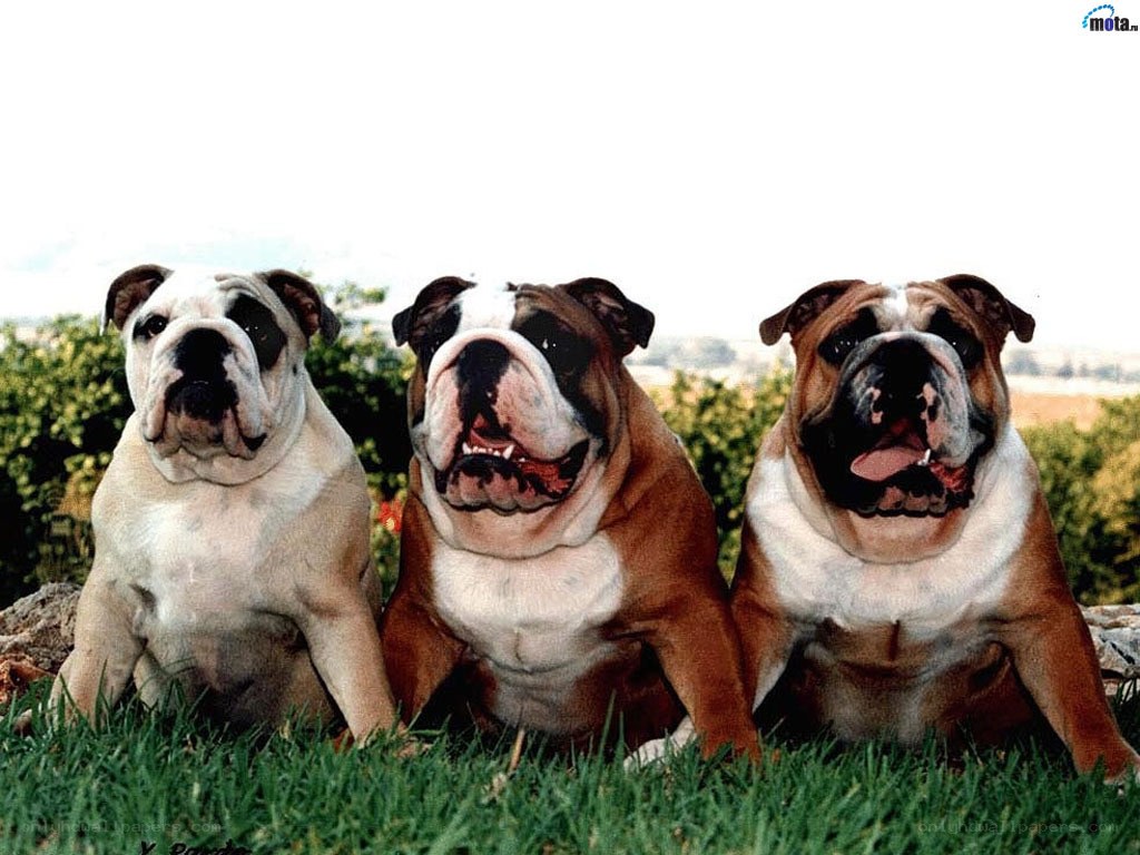 three bulldogs on grass