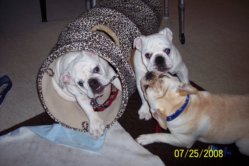 Three Bulldogs Playing