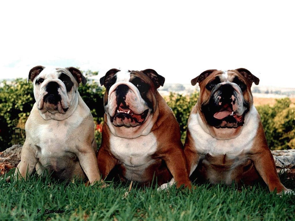 Three bulldogs sitting on grass