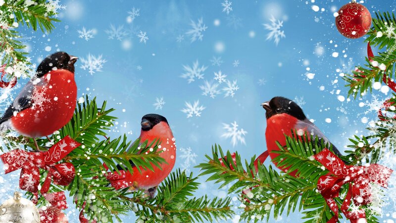 Three Bullfinches on Branches
