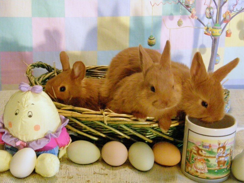 Three bunnies in a basket