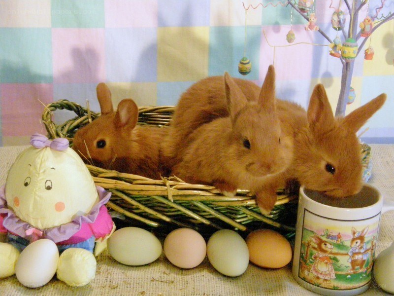 Three bunnies in a basket