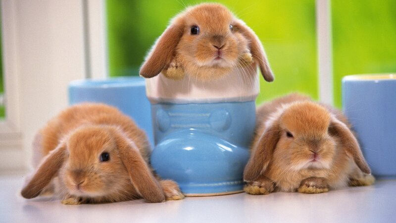 Three bunnies in a boot
