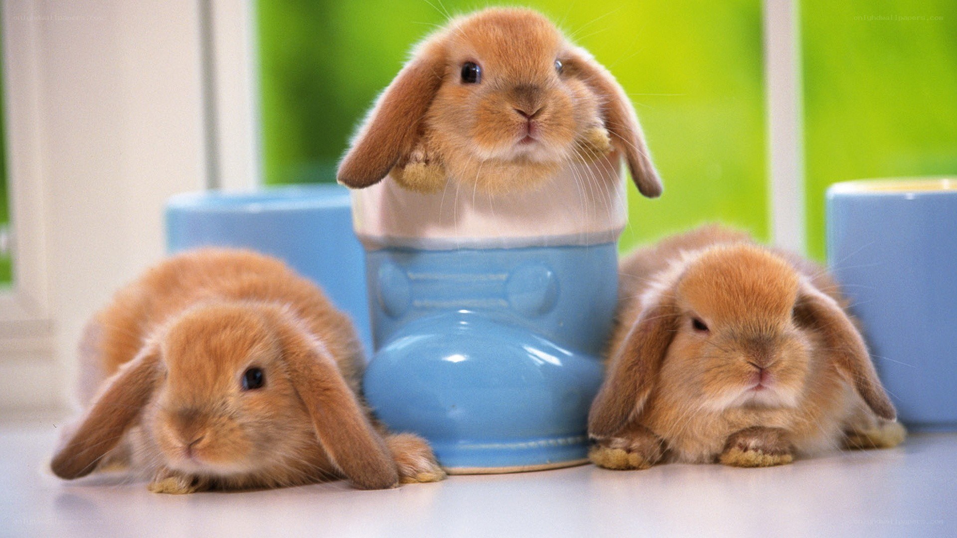 Three bunnies in a boot