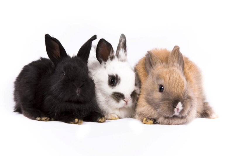 three bunnies in a row