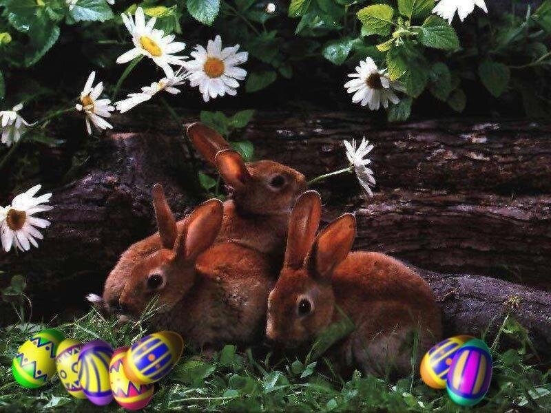 Three Bunnies in Grass — Brown